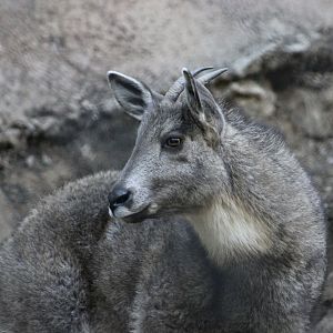 Central Chinese Goral (Naemorhedus griseus arnouxianus)