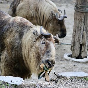 Sichuan Takin (Budorcas taxicolor tibetana)
