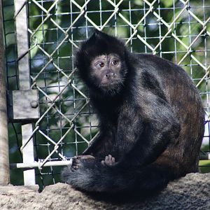 Crested Capuchin (Sapajus robustus)