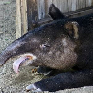 Mountain Tapir (Tapirus pinchaque) - "Inca" awakening from a nap