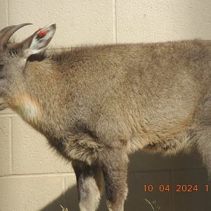 chinese goral