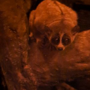 pygmy slow loris