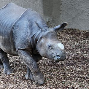 Indian Rhinoceros (Rhinoceros unicornis) - "Marshall"
