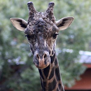 Masai Giraffe (Giraffa camelopardalis tippelskirchi) - dark specimen