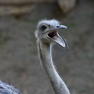 Somali Ostrich (Struthio molybdophanes) female
