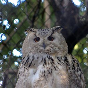 Siberian Eagle-Owl (Bubo bubo sibiricus)