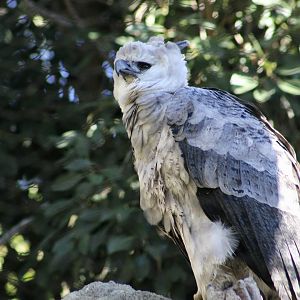Harpy Eagle (Harpia harpyja)