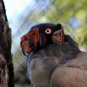 King Vulture (Sarcoramphus papa)
