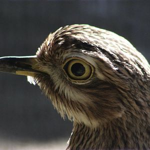 Spotted Dikkop (Burhinus capensis)