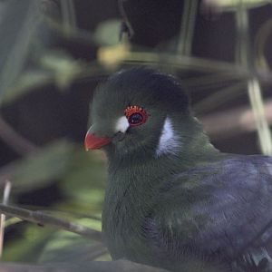 White-Cheeked Turaco (Menelikornis leucotis leucotis)