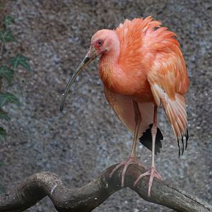 Scarlet Ibis (Eudocimus ruber)