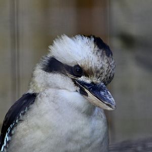 Laughing Kookaburra (Dacelo novaeguineae)