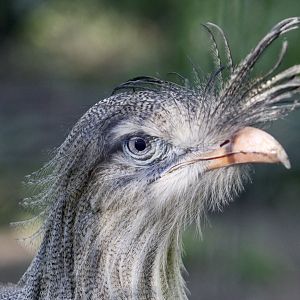Red-Legged Seriema (Cariama cristata)