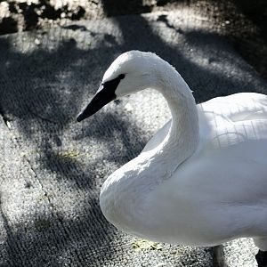 Trumpeter Swan (Cygnus buccinator)