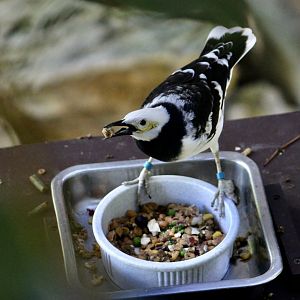 Black-Collared Starling (Gracupica nigricollis)