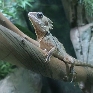 Boyd's Forest Dragon (Lophosaurus boydii)