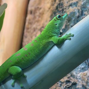 Giant Day Gecko (Phelsuma grandis)