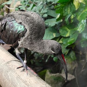 Destination Africa Aviary: Hadada Ibis