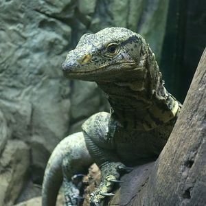 Gray's Monitor (Varanus olivaceus)