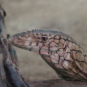 Perentie (Varanus giganteus)