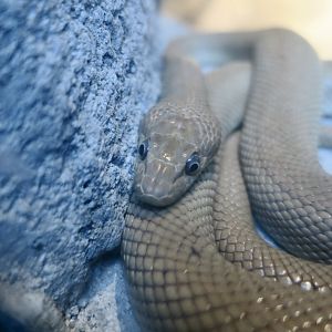 Baja California Rat Snake (Bogertophis rosaliae)