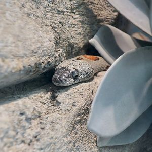 Gray-Banded Kingsnake (Lampropeltis alterna)