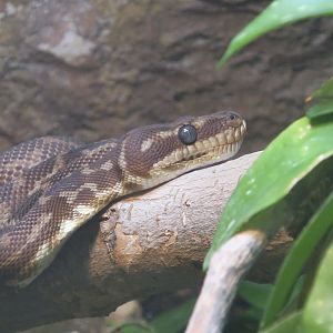 Rough-Scaled Python (Morelia carinata)