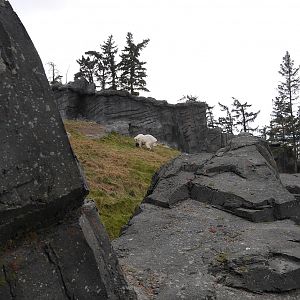 Wild Canada Rocky Mountain Goats: Between the Foreground Rockwork