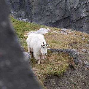 Wild Canada Rocky Mountain Goats: Descending the Slope