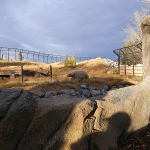 Wild Canada TFF Polar Bear Sanctuary: East End in Warm Autumn Light