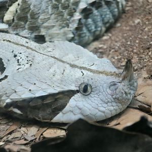 West African Gaboon Viper (Bitis rhinoceros)