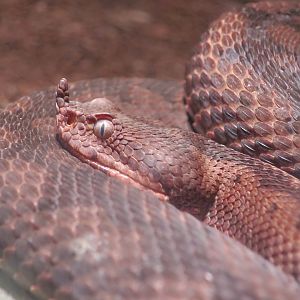 Nose-Horned Viper (Vipera ammodytes)