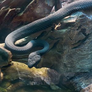 Mangrove Pit Viper (Trimeresurus purpureomaculatus)
