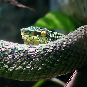 Wagler's Pit Viper (Tropidolaemus wagleri)