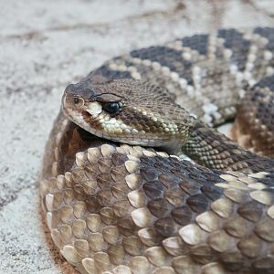 Mexican West Coast Rattlesnake (Crotalus basiliscus)
