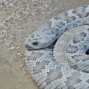 Catalina Island Rattlesnake (Crotalus catalinensis)