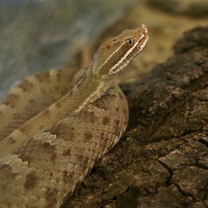 Southern Ridge-Nosed Rattlesnake (Crotalus willardi meridionalis)