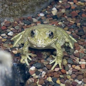 Southern Mountain Yellow-Legged Frog (Amerana muscosa)