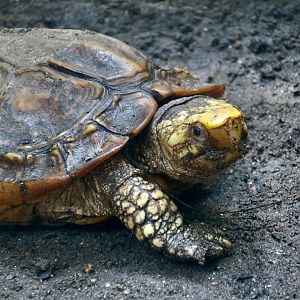 Sulawesi Forest Turtle (Leucocephalon yuwonoi)