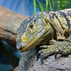 Gray's Monitor (Varanus olivaceus)