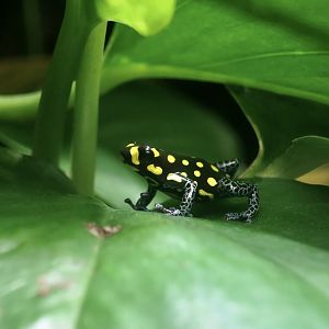 Brazilian Poison Frog (Ranitomeya vanzolinii)