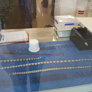 Auckland Zoo | Sea Krait Shed Skins