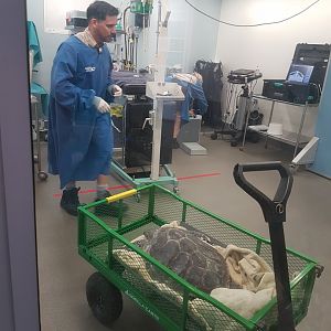 Auckland Zoo | Sea Turtle at Vet Hospital