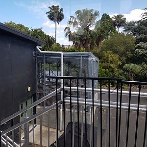 Auckland Zoo | Orangutan Backstage