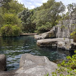 Auckland Zoo | Fur Seal Enclosure