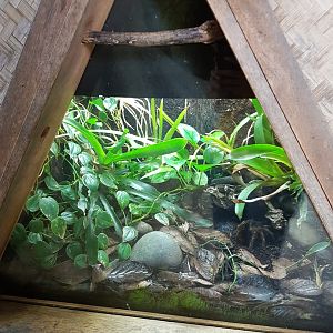 Auckland Zoo | Tarantula Terrarium