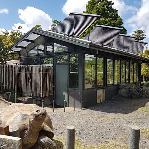 Auckland Zoo | Galapagos Giant Tortoise House