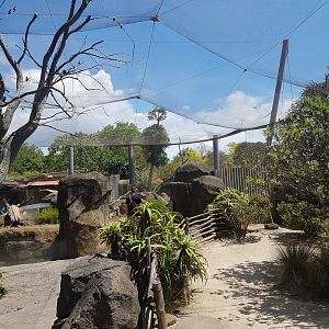 Auckland Zoo | Masked Lovebird Aviary