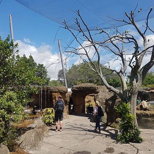 Auckland Zoo | Masked Lovebird Aviary