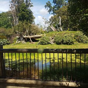 Auckland Zoo | African Lion Enclosure